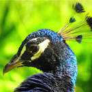 BK_Walter Zoo Gossau 60.JPG