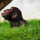 BK_Walter Zoo Gossau 20.JPG