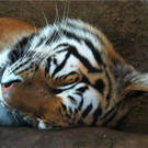 BK_Walter Zoo Gossau 87.JPG