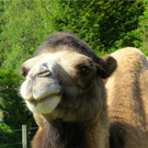 BK_Walter Zoo Gossau 30.JPG