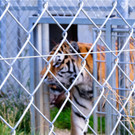 BK_Walter Zoo Gossau 6.JPG