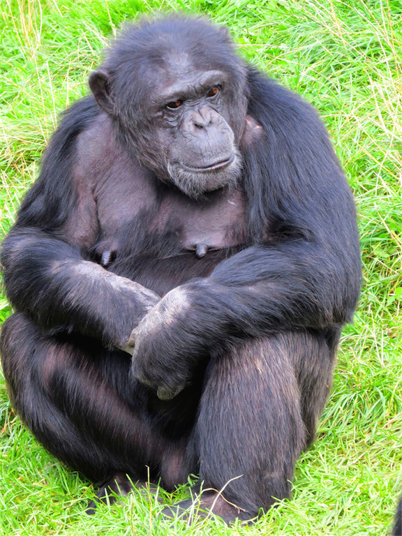 BK_Walter Zoo Gossau 13.jpg