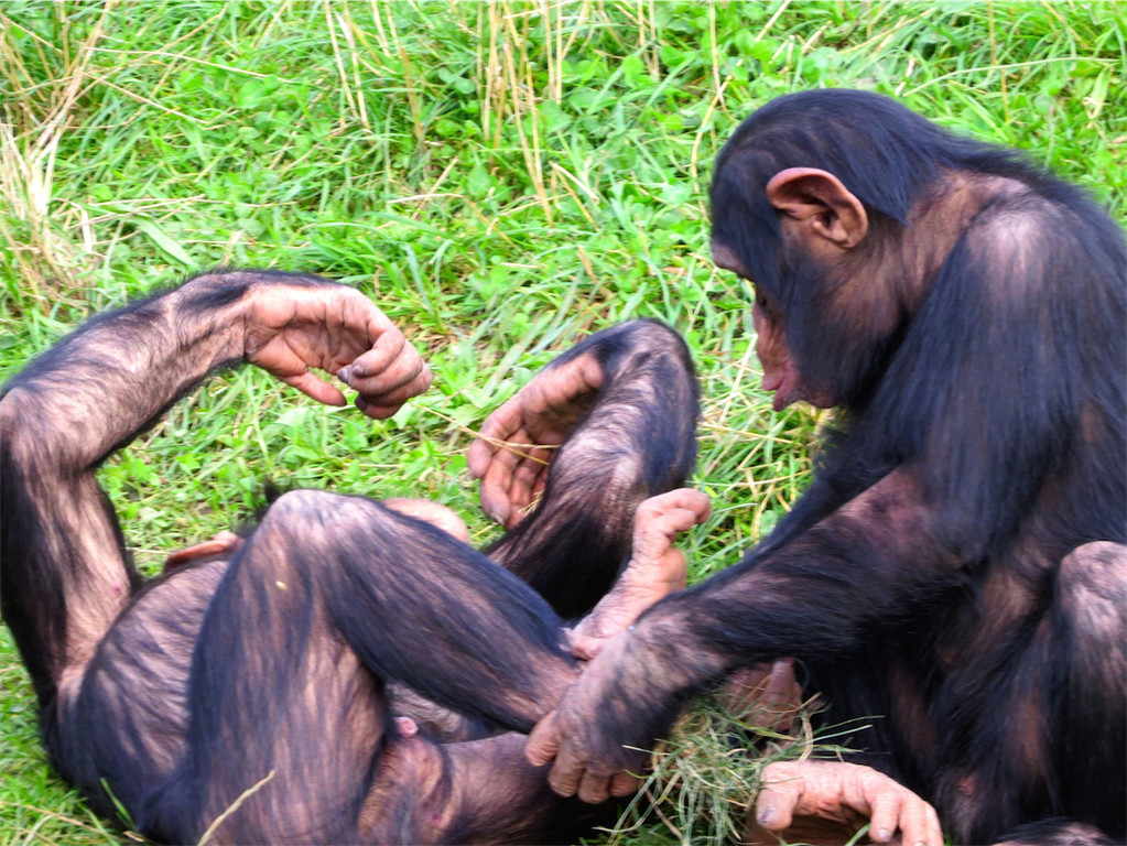 BK_Walter Zoo Gossau 14.JPG