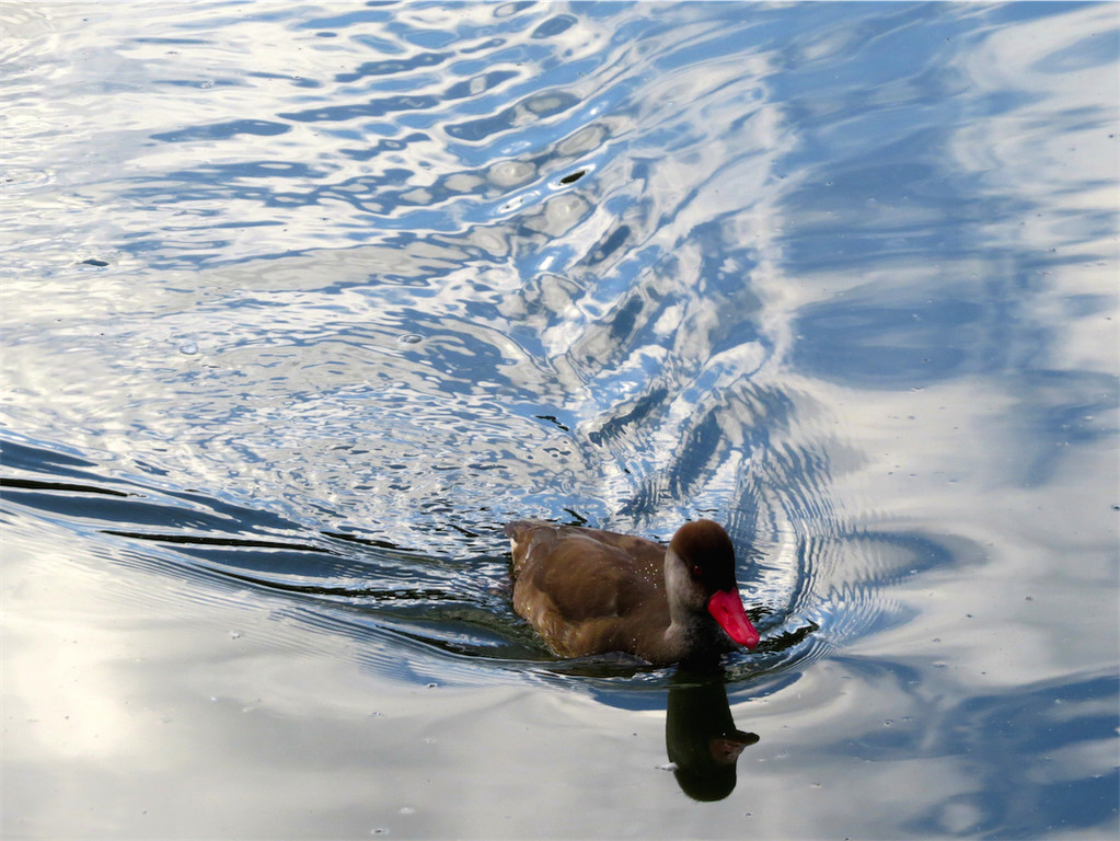 BK_Walter Zoo Gossau 57.JPG