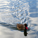 BK_Walter Zoo Gossau 57.JPG