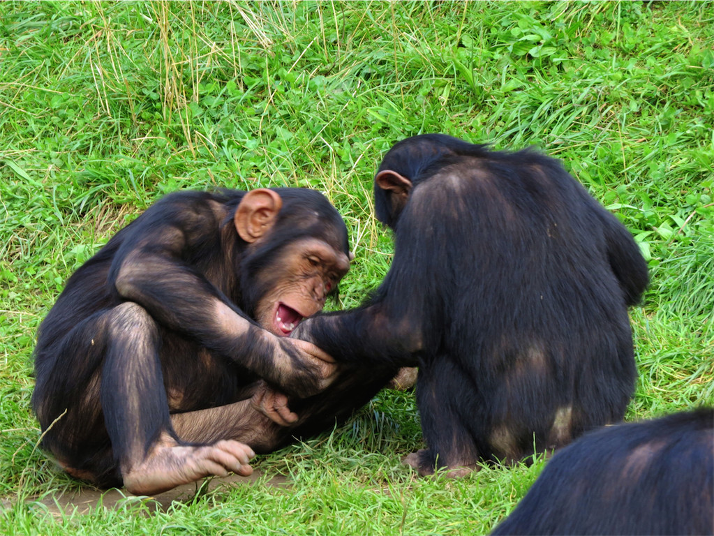 BK_Walter Zoo Gossau 15.JPG