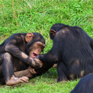 BK_Walter Zoo Gossau 15.JPG