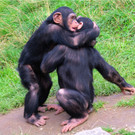 BK_Walter Zoo Gossau 18.JPG