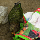 BK_Walter Zoo Gossau 21.JPG