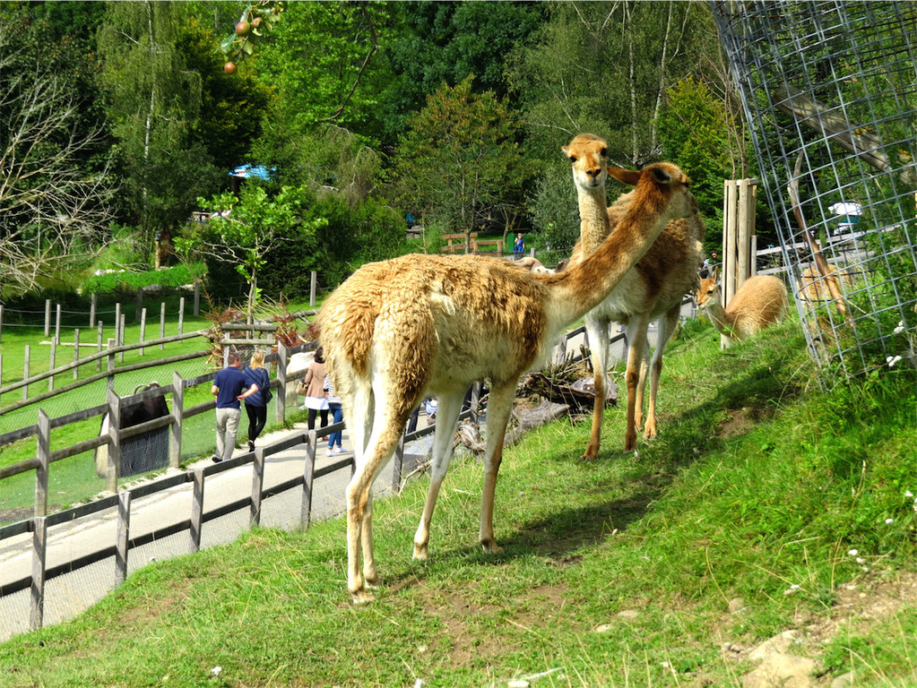 BK_Walter Zoo Gossau 24.JPG