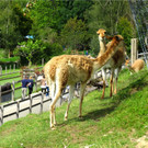 BK_Walter Zoo Gossau 24.JPG