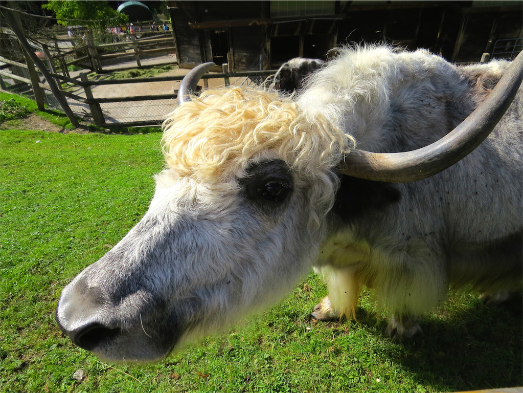 BK_Walter Zoo Gossau 27.JPG