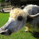 BK_Walter Zoo Gossau 27.JPG