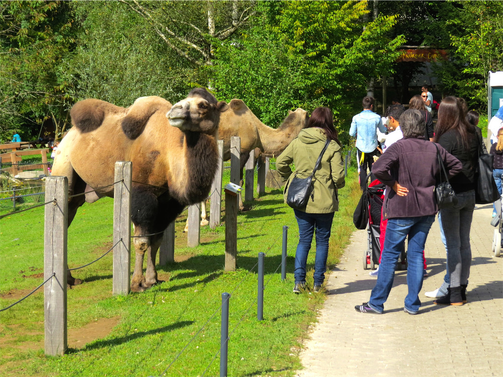 BK_Walter Zoo Gossau 28.JPG
