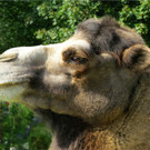 BK_Walter Zoo Gossau 31.JPG