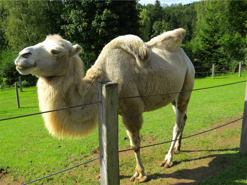 BK_Walter Zoo Gossau 33.JPG