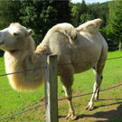 BK_Walter Zoo Gossau 33.JPG