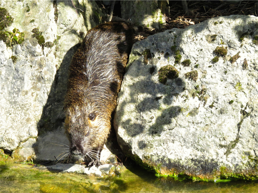 BK_Walter Zoo Gossau 41.JPG