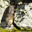 BK_Walter Zoo Gossau 41.JPG