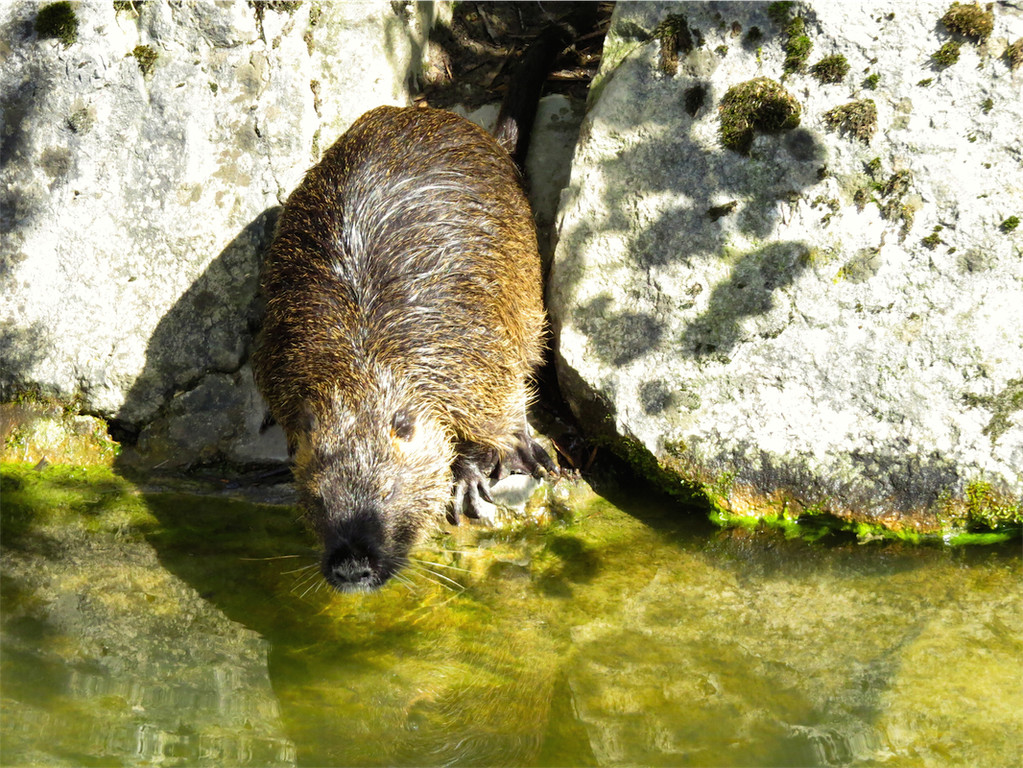 BK_Walter Zoo Gossau 42.JPG