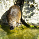 BK_Walter Zoo Gossau 42.JPG