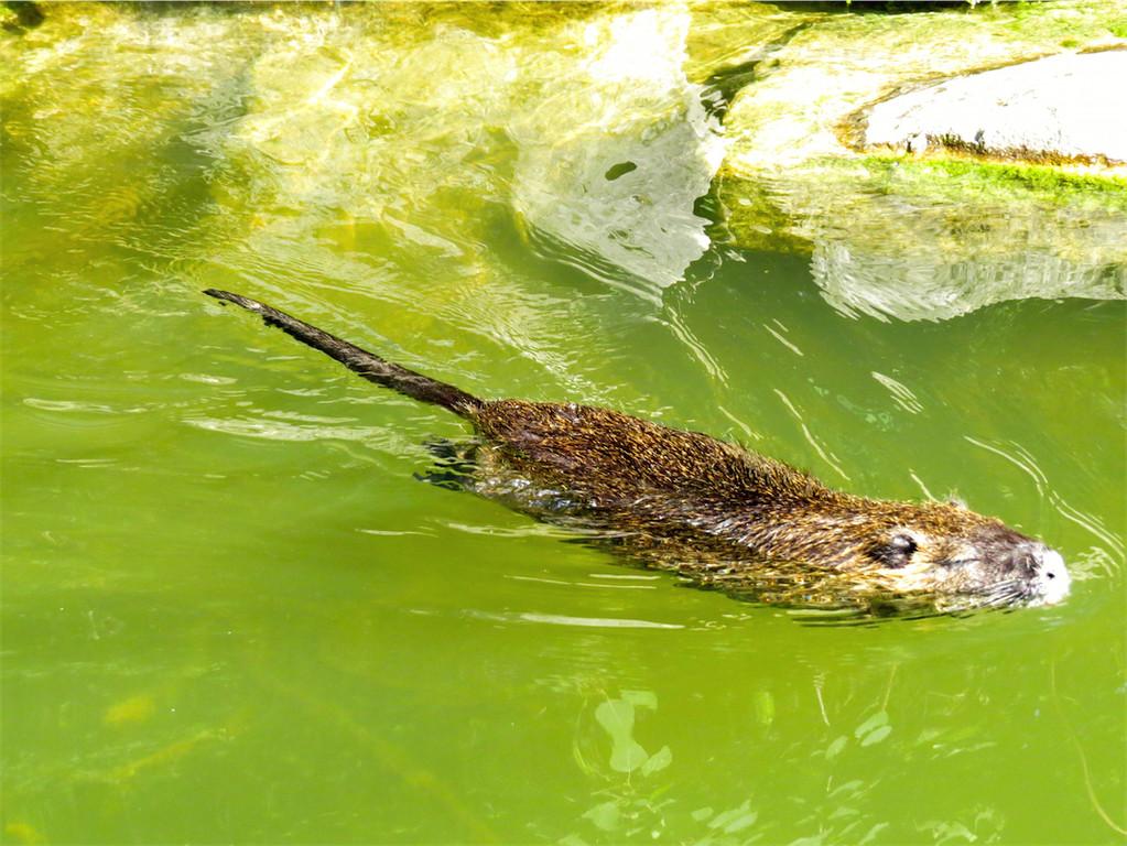 BK_Walter Zoo Gossau 44.JPG