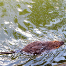 BK_Walter Zoo Gossau 46.JPG