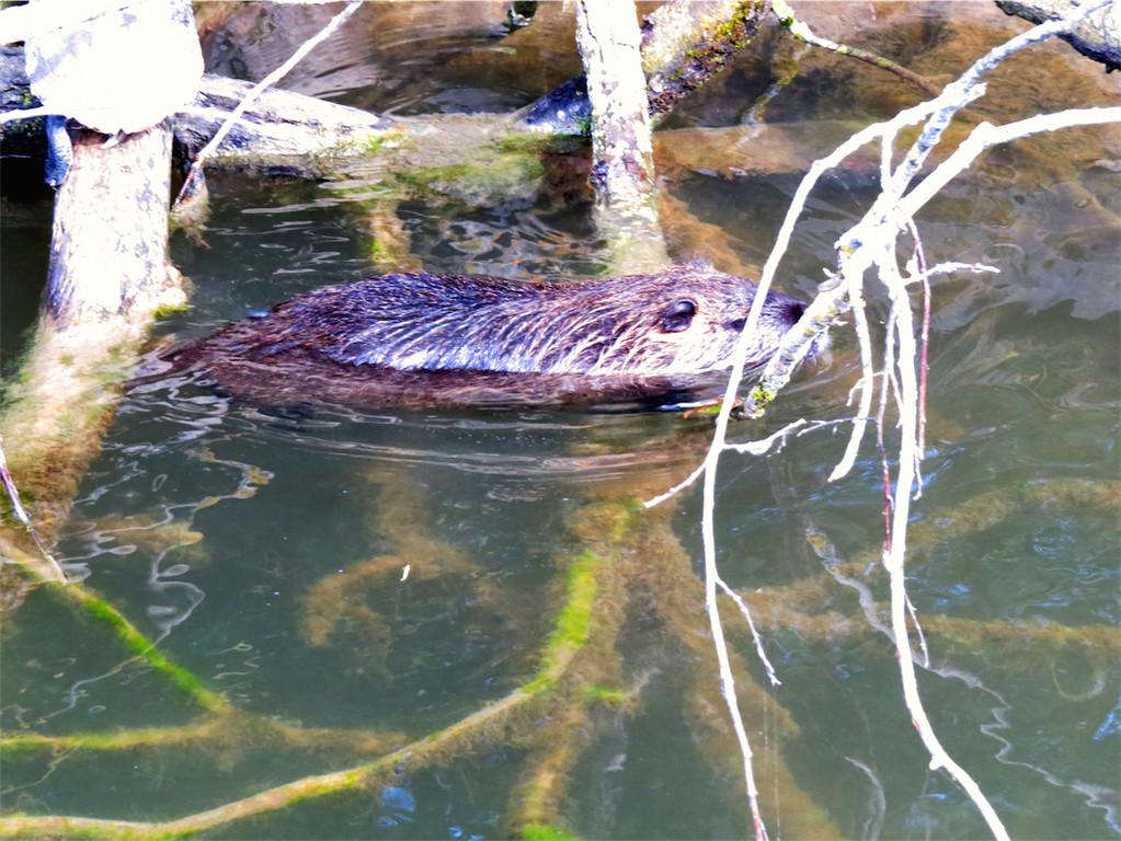 BK_Walter Zoo Gossau 48.JPG