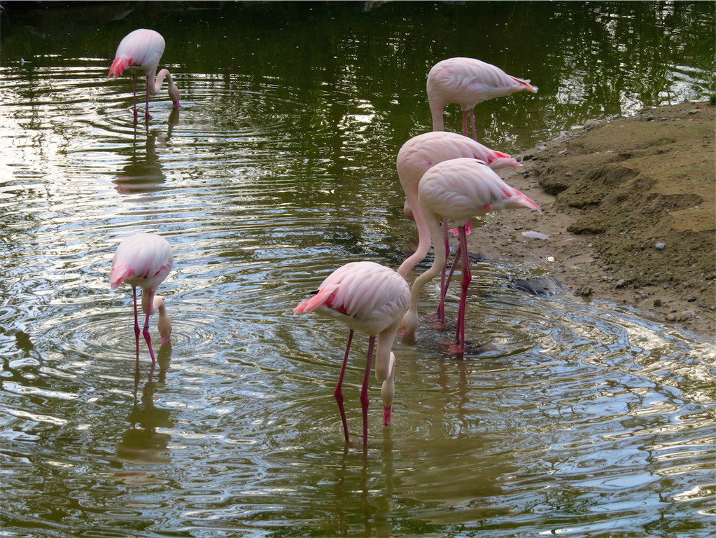 BK_Walter Zoo Gossau 51.JPG