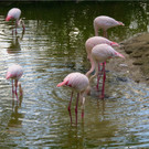 BK_Walter Zoo Gossau 51.JPG