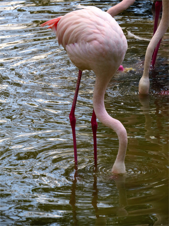 BK_Walter Zoo Gossau 53.jpg