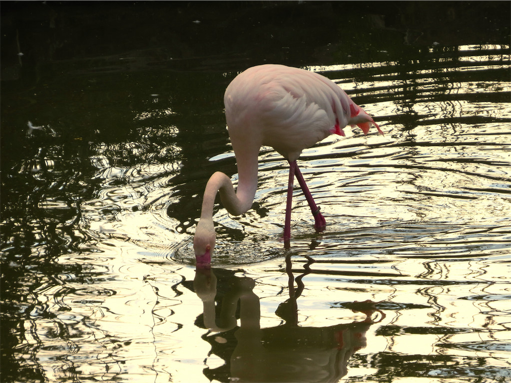 BK_Walter Zoo Gossau 54.JPG