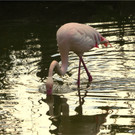 BK_Walter Zoo Gossau 54.JPG