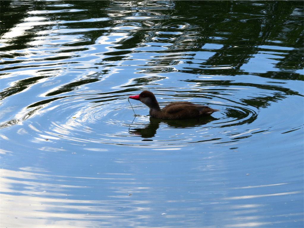 BK_Walter Zoo Gossau 56.JPG