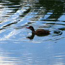 BK_Walter Zoo Gossau 56.JPG