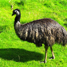 BK_Walter Zoo Gossau 58.JPG