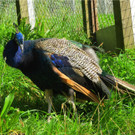 BK_Walter Zoo Gossau 59.JPG