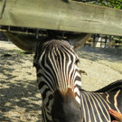 BK_Walter Zoo Gossau 67.jpg