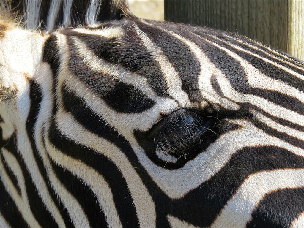 BK_Walter Zoo Gossau 68.JPG