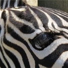 BK_Walter Zoo Gossau 68.JPG