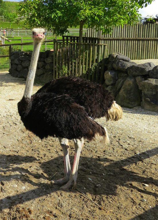 BK_Walter Zoo Gossau 70.jpg