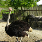 BK_Walter Zoo Gossau 70.jpg