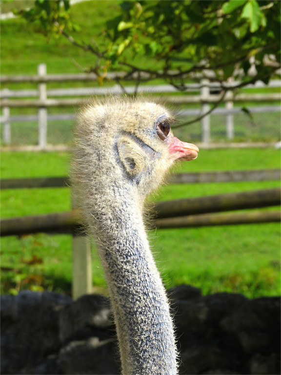 BK_Walter Zoo Gossau 71.jpg