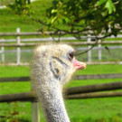 BK_Walter Zoo Gossau 71.jpg