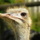 BK_Walter Zoo Gossau 72.JPG