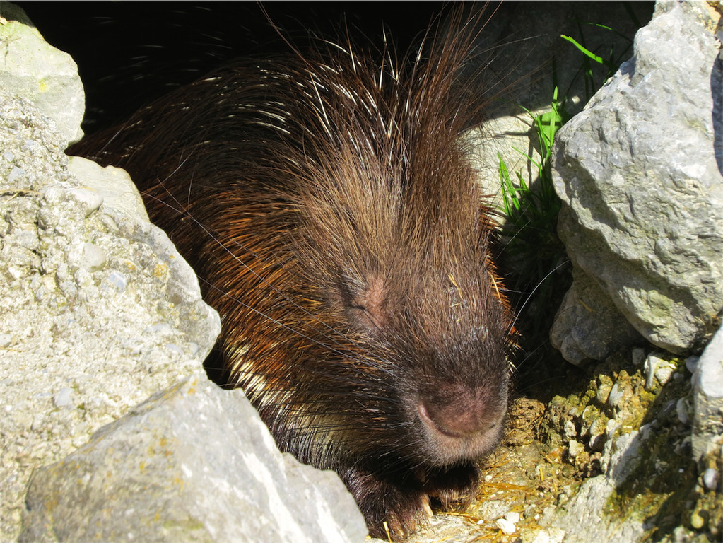 BK_Walter Zoo Gossau 74.JPG