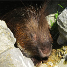 BK_Walter Zoo Gossau 74.JPG