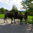 BK_Walter Zoo Gossau 76.JPG