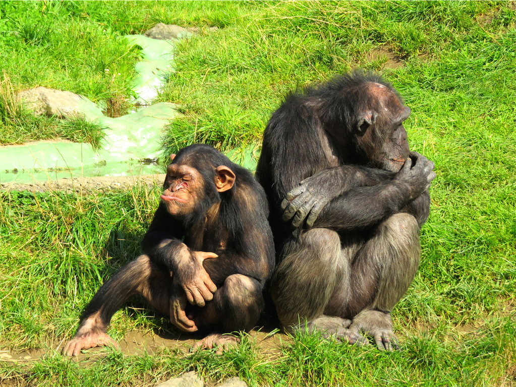 BK_Walter Zoo Gossau 77.JPG