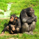 BK_Walter Zoo Gossau 77.JPG